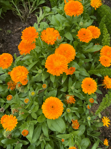 Pot marigold