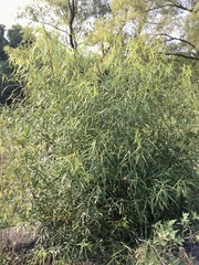 Nectandra angustifolia