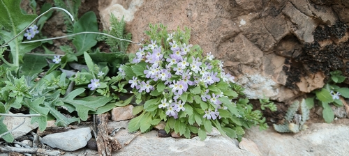 Erinus thiabaudii