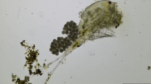 Acanthocyclops americanus