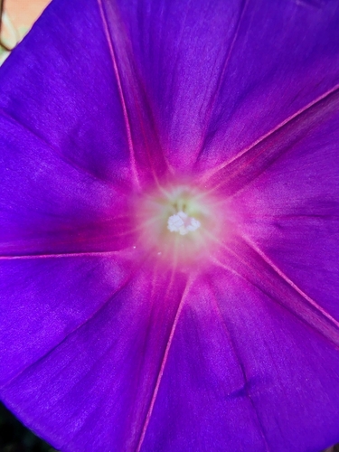 common morning-glory