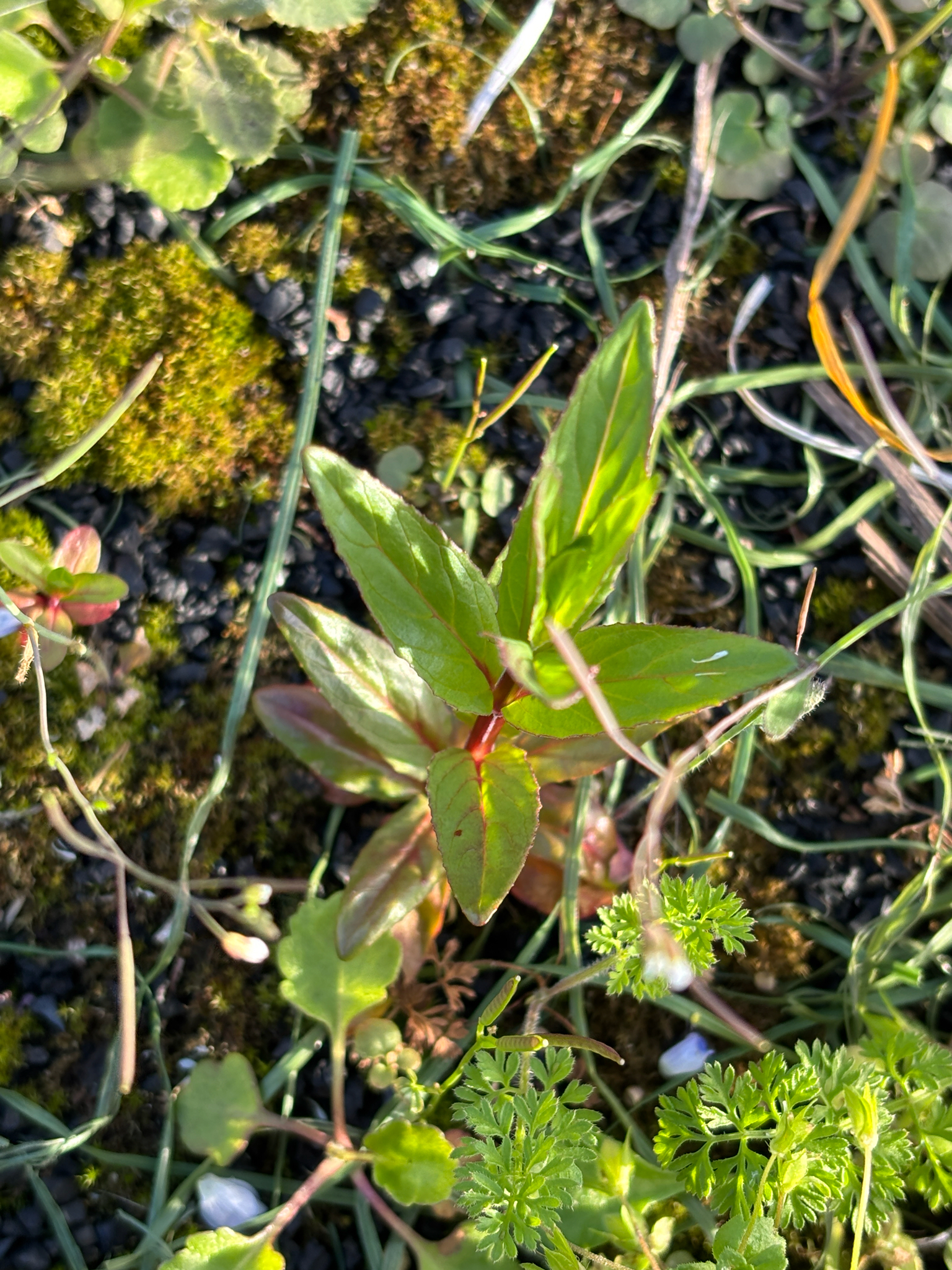 Fringed Willowherb (Epilobium ciliatum)