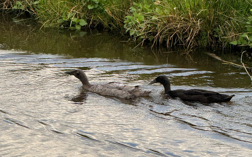 iNaturalist: (c) nazardziubenko, some rights reserved (CC BY-NC) iNaturalist image