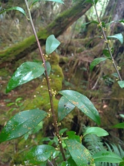 Myrsine stolonifera