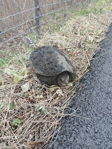 Snapping Turtle