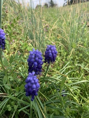 Muscari