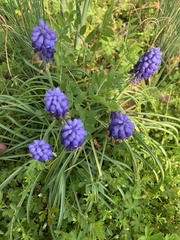 Muscari