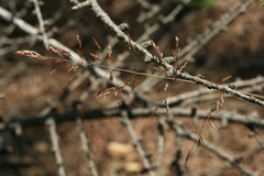 Agrostis clavata
