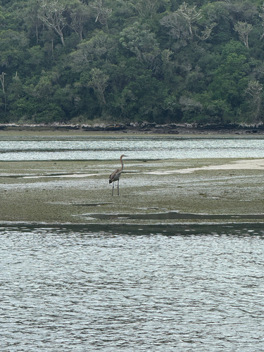 iNaturalist: (c) garyk22, some rights reserved (CC BY-NC) iNaturalist image