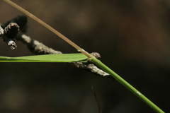 Agrostis clavata