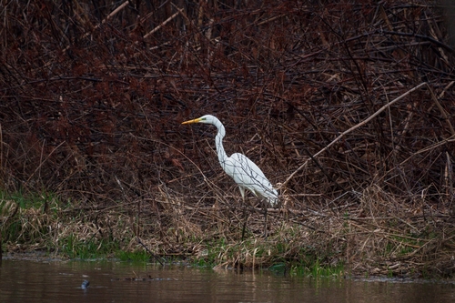 Great Egret