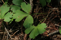 Waldsteinia ternata