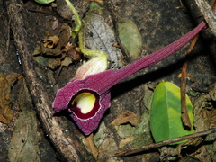 Aristolochia foetida