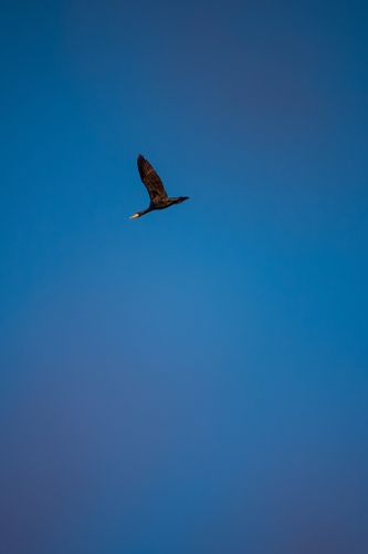 Great Cormorant