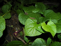 Aristolochia foetida
