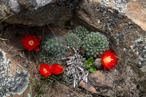 Rebutia padcayensis
