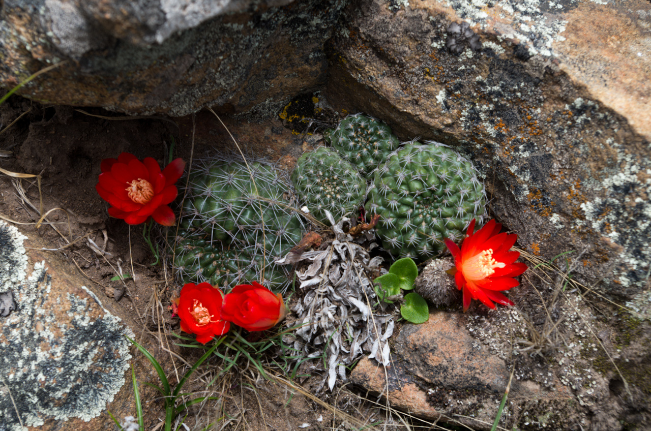 Rebutia padcayensis