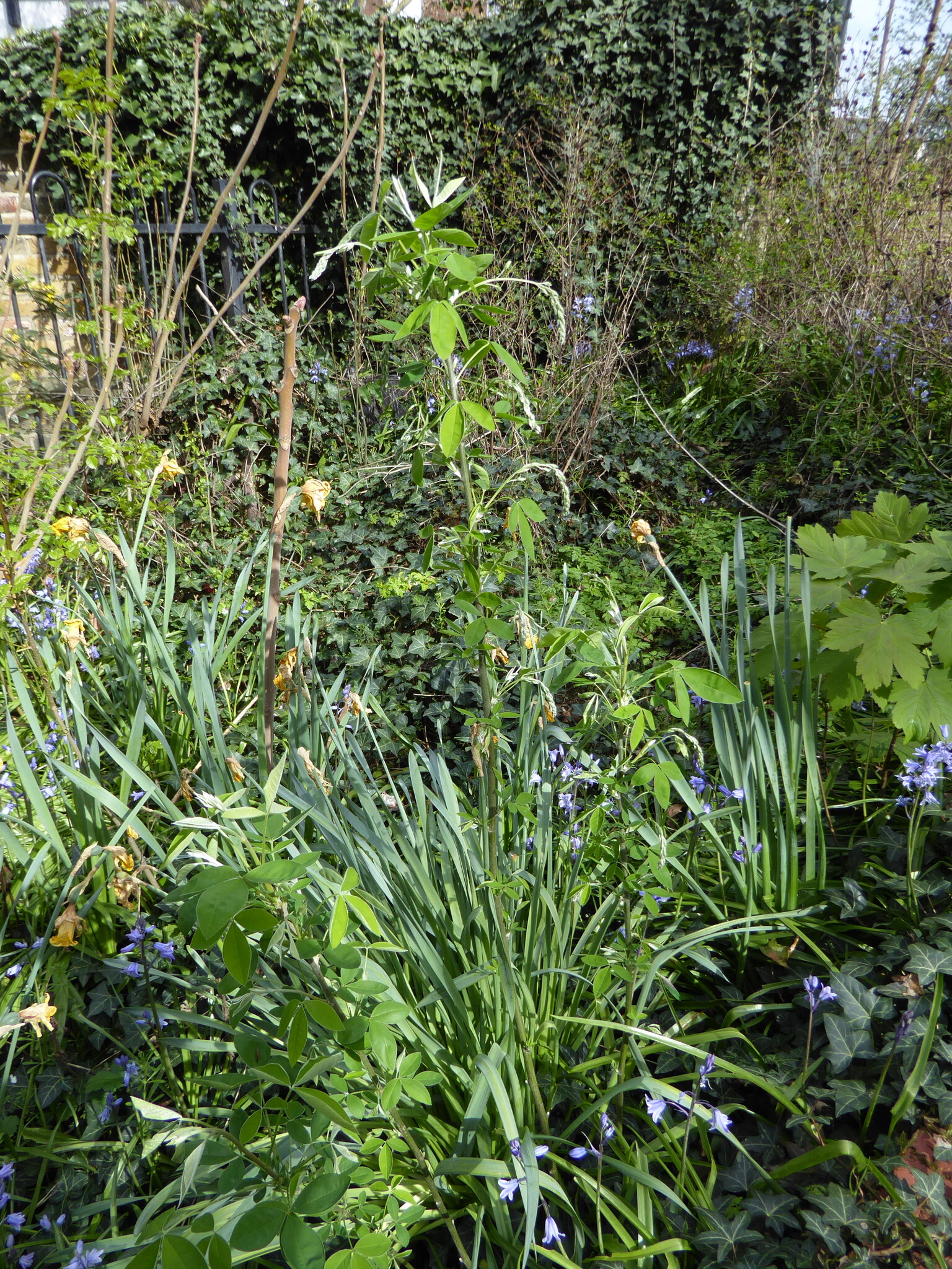 Common Laburnum (Laburnum anagyroides)