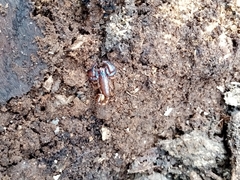 Euscorpius mingrelicus