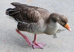 Anser anser anser