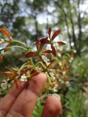 Prosthechea michuacana