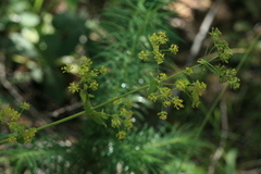 Bupleurum longiradiatum