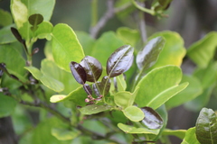Citrus hystrix
