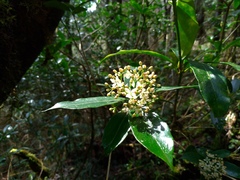 Skimmia