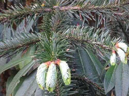 Abies spectabilis