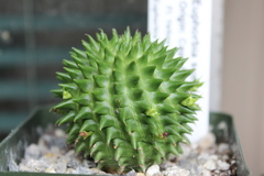 Euphorbia susannae
