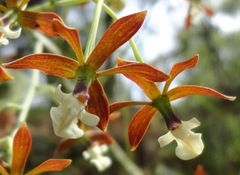 Prosthechea michuacana