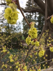 Corylopsis sinensis