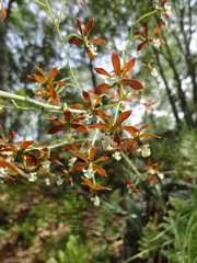 Prosthechea michuacana