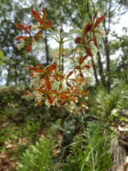 Prosthechea michuacana