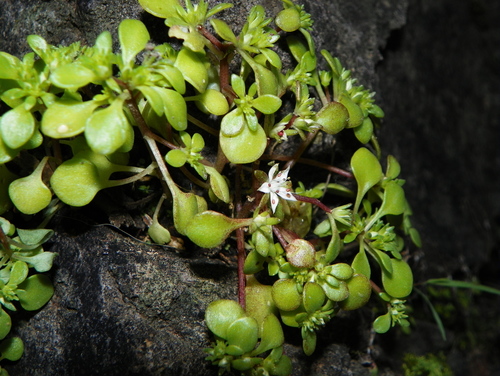 Sedum jaliscanum