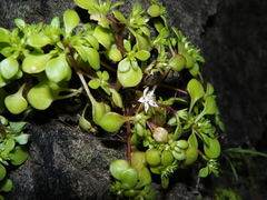 Sedum jaliscanum