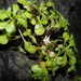 Sedum jaliscanum - Photo (c) Victor Quintero F., some rights reserved (CC BY-NC), uploaded by Victor Quintero F.