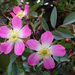 Red-leaved Rose - Photo (c) Badly Drawn Dad, some rights reserved (CC BY-NC-ND)