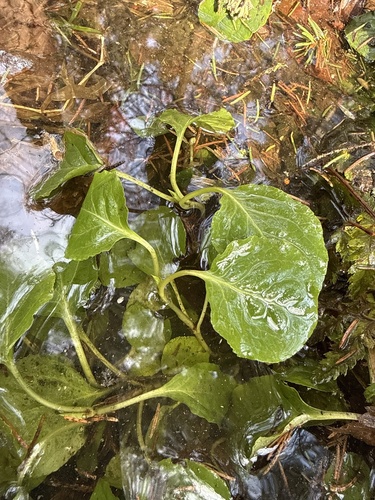 lesser wintergreen (Pyrola minor)