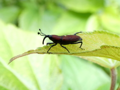 Rhodobaenus