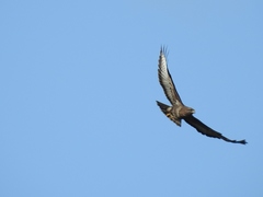 Buteo buteo buteo