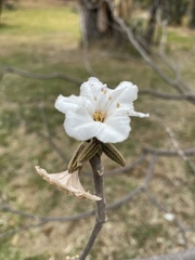 Cordia morelosana