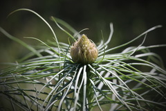Asphodeline lutea