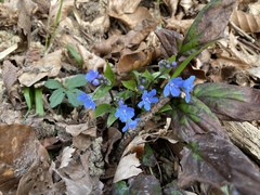 Omphalodes cappadocica