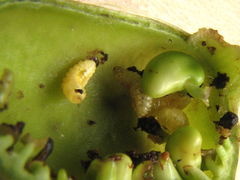 Trichapion rostrum