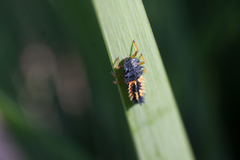 Harmonia axyridis