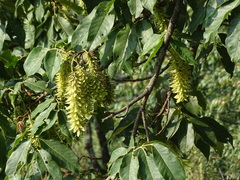 Engelhardia spicata, photograph (c) jeanjacquesgodon, some rights reserved (CC BY)