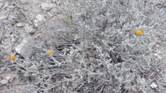 Thymophylla setifolia