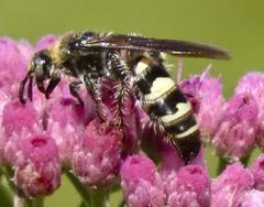 Dielis plumipes