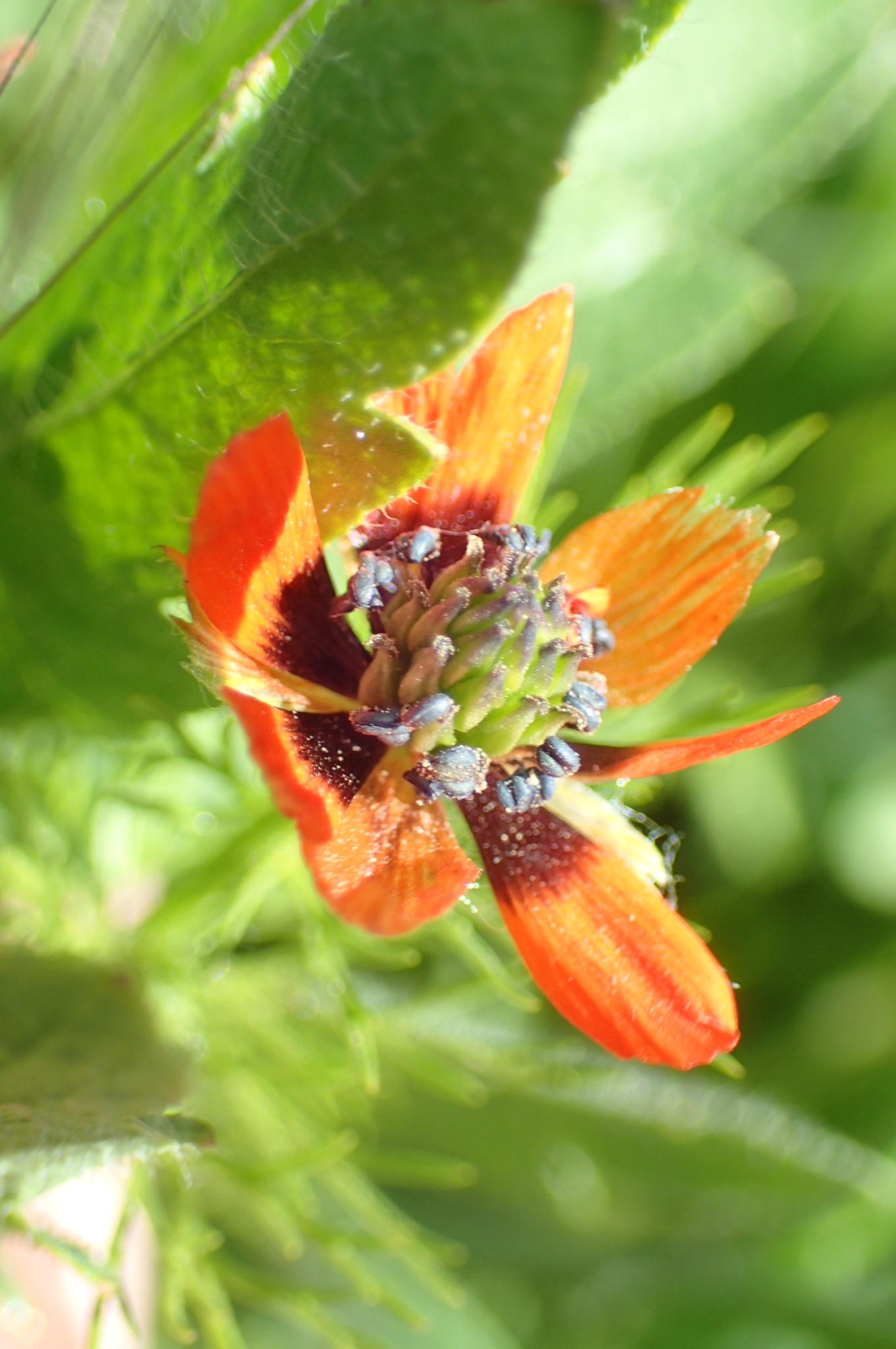 Summer Pheasant's-Eye (Adonis aestivalis)